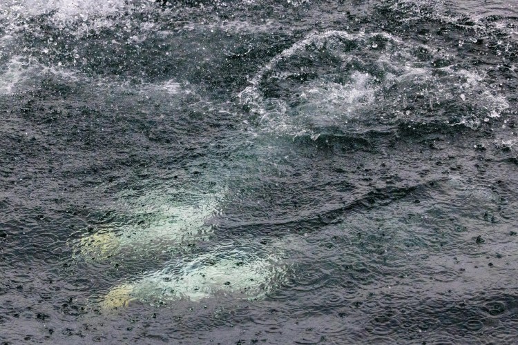 Beluga whale swimming underwater in Shetland; Noss from above and below.