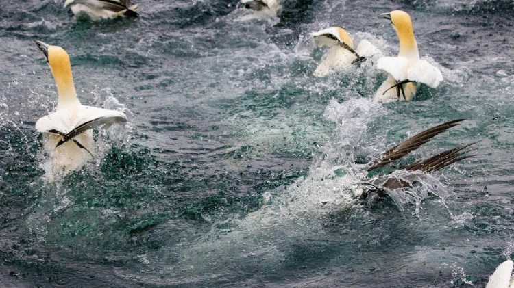 Gannets diving into water at Noss, Shetland, creating splashes.
