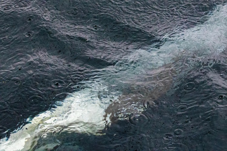 Dolphin swimming in the sea, surface rippled by rain. Shetland wildlife sighting.