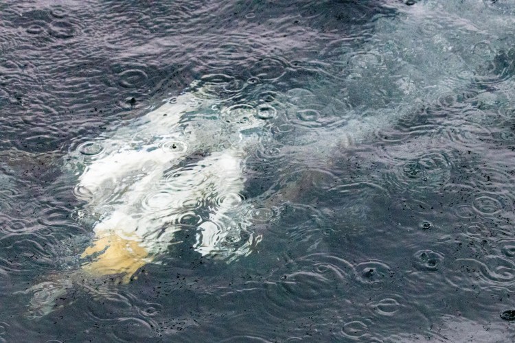 Diving gannet under water, Noss Shetland Wildlife.