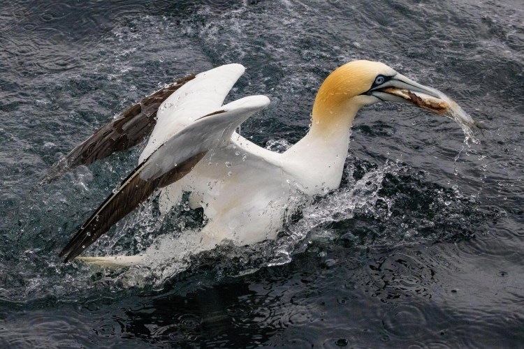 Gannet emerging from the sea with a fish in its beak, wings spread.