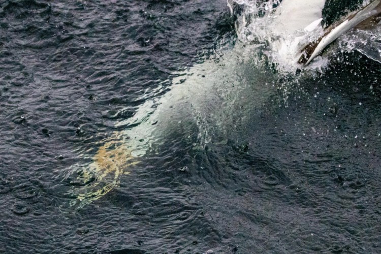 Gannet diving into the sea at Noss, Shetland. Wildlife in action.