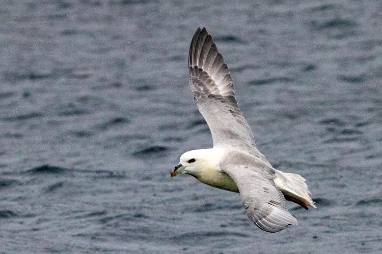 Northern Fulmar in flight over the ocean, Shetland Wildlife.