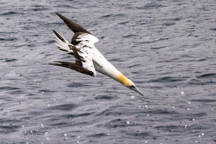 Gannet diving into the sea at Noss, Shetland, wings raised.