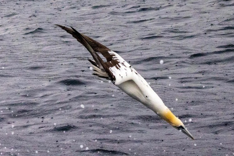 Gannet diving into the sea at Noss, Shetland.