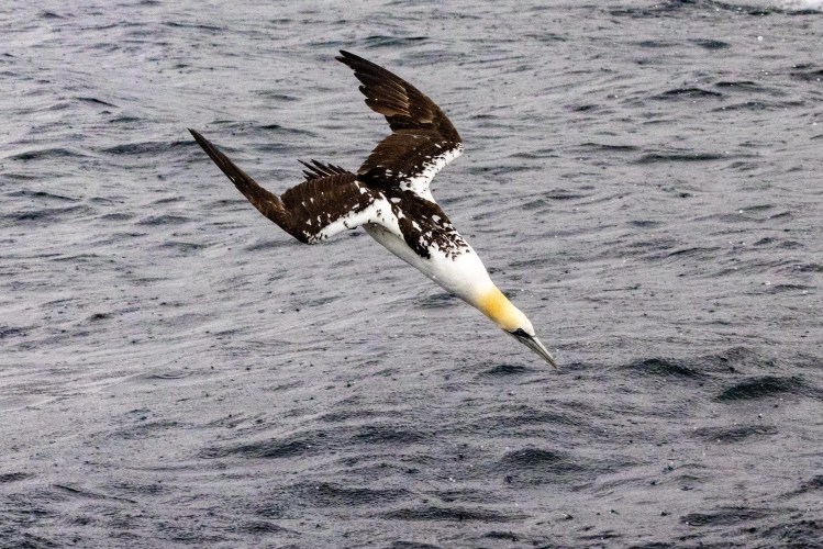 Gannet diving into the sea at Noss, Shetland, wings spread.
