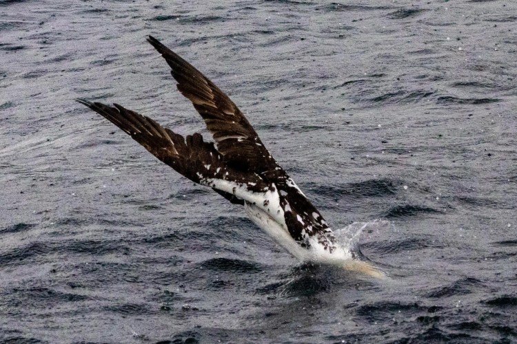 Gannet plunging into the sea, wings spread, Noss Shetland Wildlife Part 4.