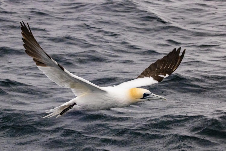 Gannet in flight over the ocean, wings spread wide. Shetland wildlife.