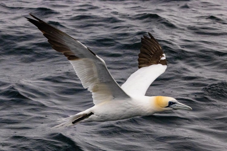 Gannet in flight over the ocean, wings spread. Shetland Wildlife.