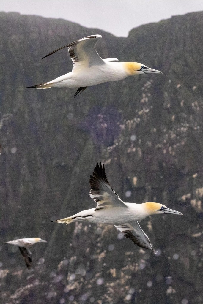 Gannets soaring near Noss cliffs, Shetland Wildlife.
