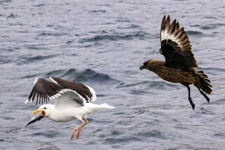 Seagull with fish pursued by a Great Skua above the water near Noss, Shetland Wildlife.