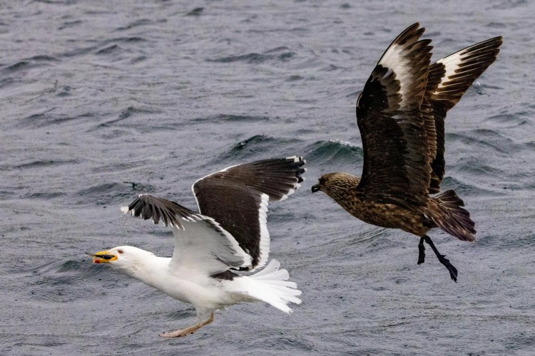 Great Black-backed Gull chased by a Great Skua over the Shetland sea.