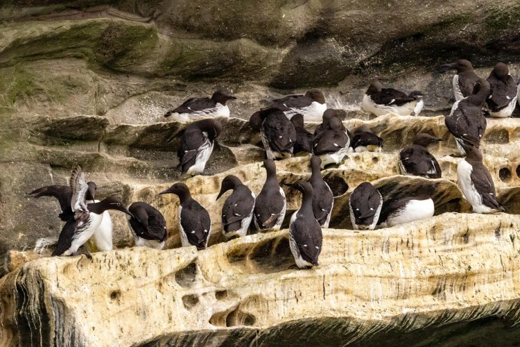 Guillemots nesting on the cliffs of Noss, Shetland. Seabirds in a colony.