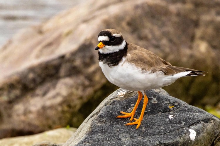 Ringed Plover on Noss, Shetland, with distinctive orange legs and black neck band.