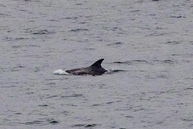 Dolphin swimming in the ocean off Noss, Shetland.