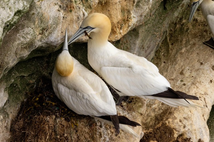 Gannets on Noss cliffs, Shetland, one with nesting material.