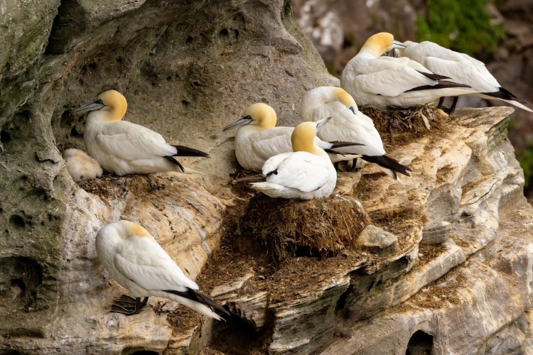 Gannet colony on Noss, Shetland, with adult birds and a fluffy chick nestled among the group.