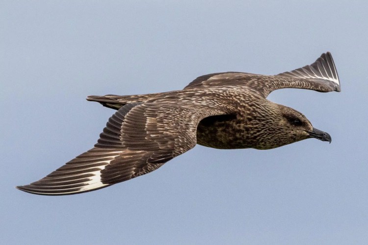 Great Skua in flight over Noss, Shetland. Brown bird with white wing flashes against a blue sky.