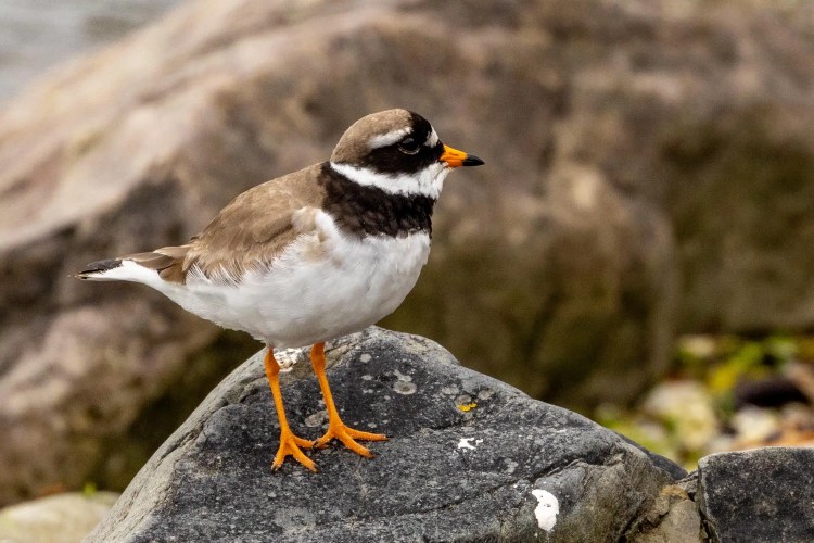 Ringed Plover on a rock in Shetland, showcasing Noss wildlife.