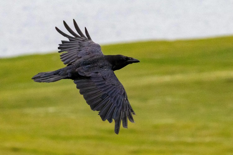 Raven in flight over Noss, Shetland.