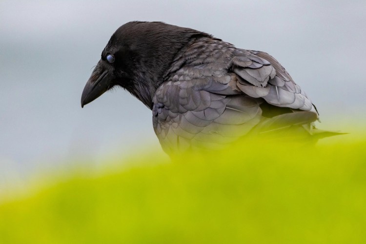 Crow on Noss, Shetland, perched in green foliage.
