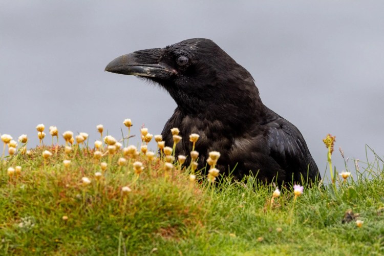 Raven among sea thrift flowers on Noss, Shetland.
