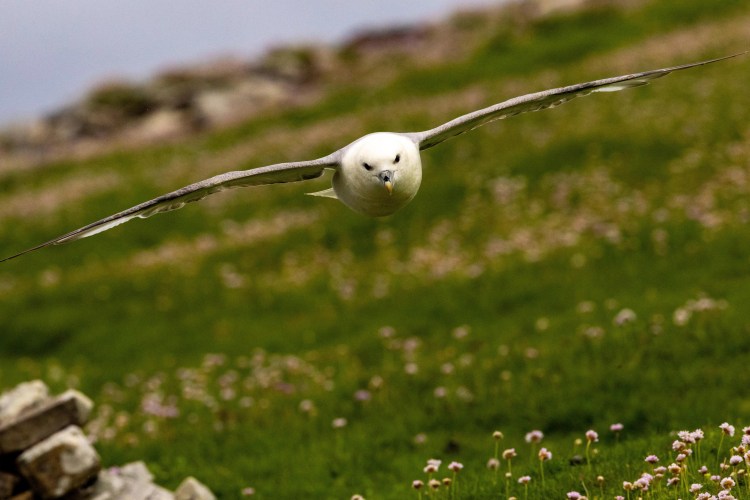 Fulmar in flight over Noss, Shetland. Seabird with outstretched wings against a green, flowered landscape.