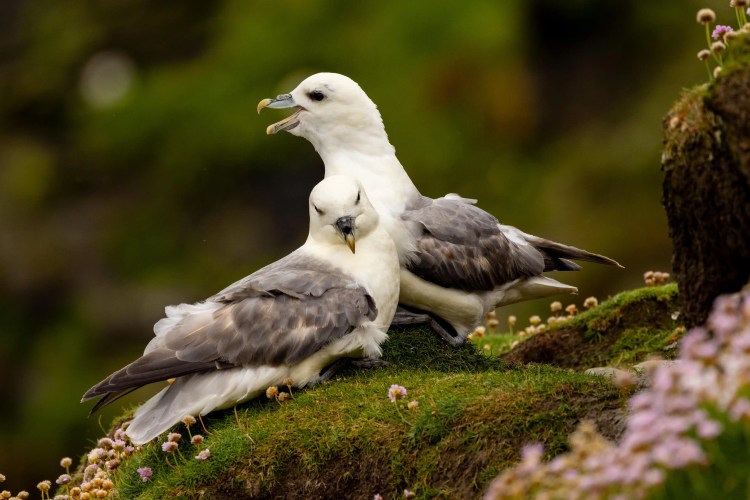 Fulmars nesting on Noss, Shetland. Two seabirds on a grassy cliff edge.