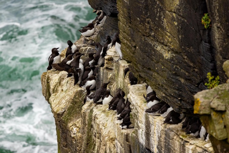 Guillemots nesting on the cliffs of Noss, Shetland Wildlife