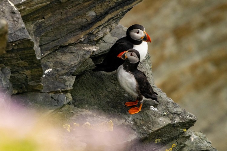 Two puffins with bright orange beaks and feet perched on a rocky cliffside in Shetland.