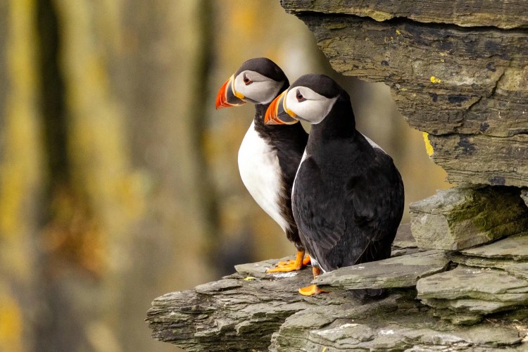 Two puffins on a cliffside in Noss, Shetland.