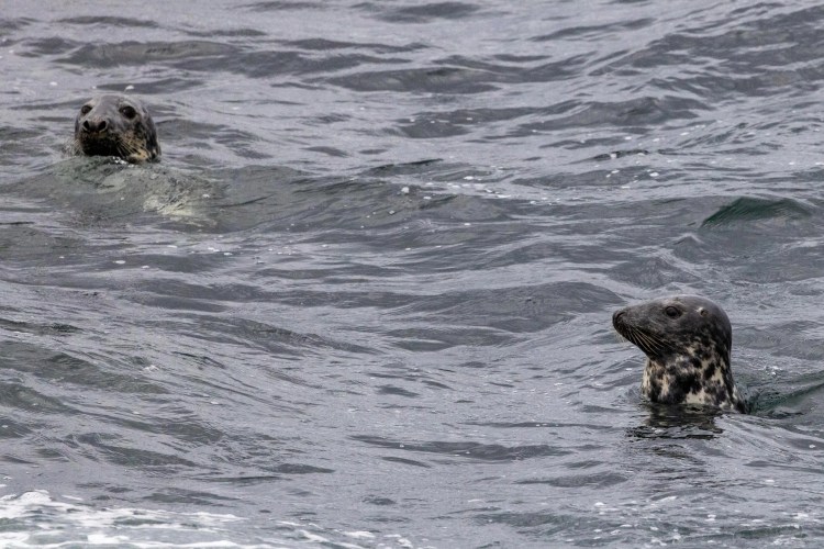 Two grey seals peek out of the water near Noss, Shetland.