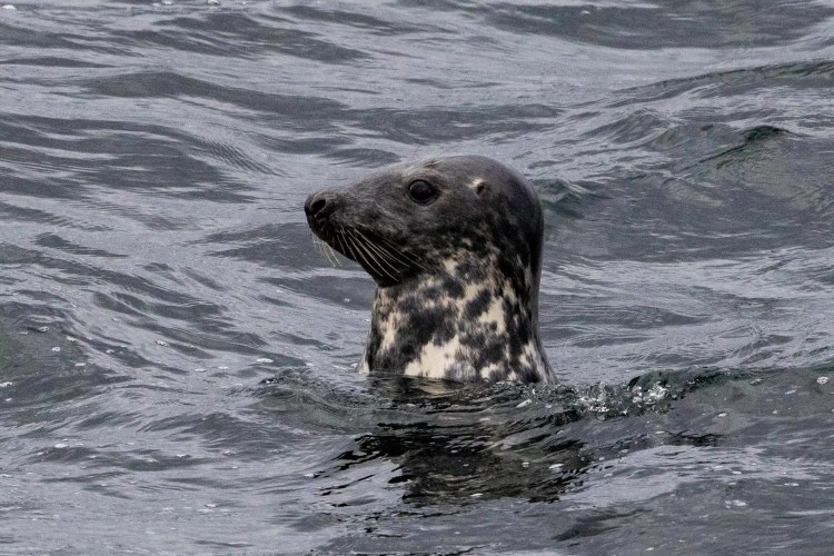 Grey seal swimming in the sea, head above water in Shetland.