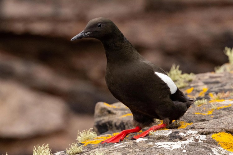 Black Guillemot on Noss, Shetland, with striking red feet and white wing patch.