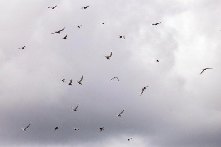 Flock of Arctic terns flying against a cloudy sky on Noss, Shetland Wildlife.