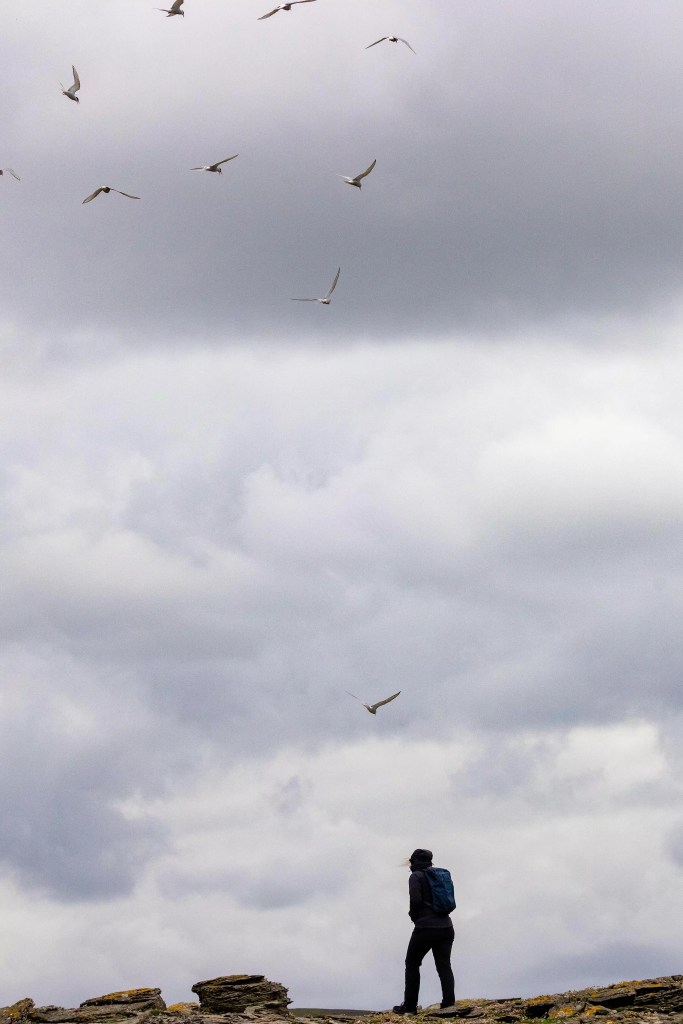 Person on Noss, Shetland, watching arctic terns fly against a cloudy sky. Shetland Wildlife.