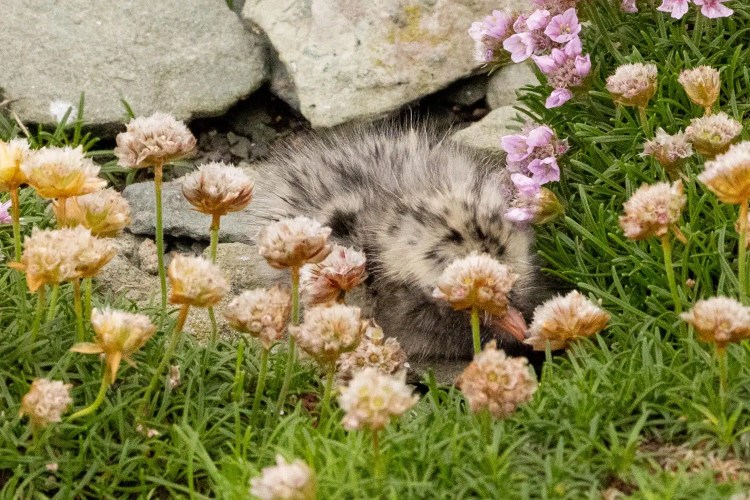 Gull chick nestled among sea thrift flowers on Noss, Shetland.