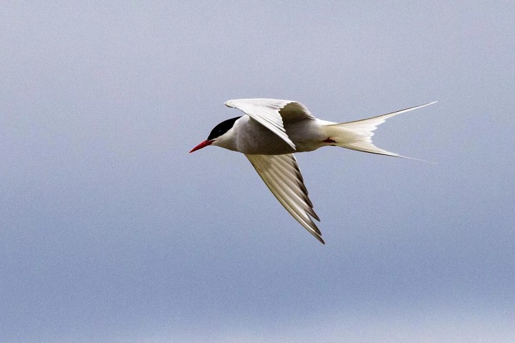 Arctic tern in flight against a pale sky on Noss, Shetland Wildlife.