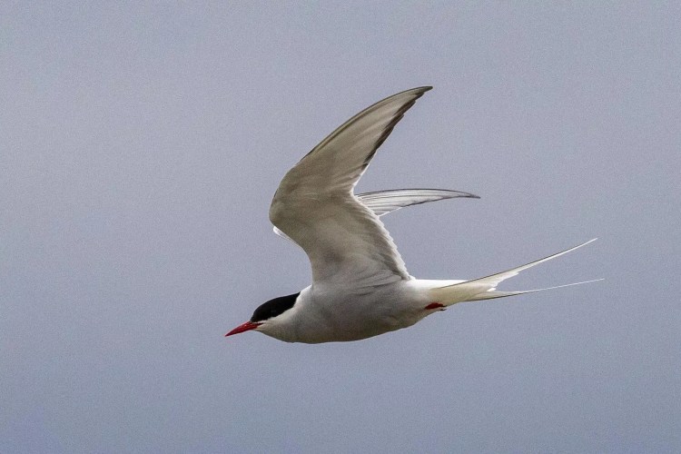 Arctic Tern in flight, showcasing Shetland Wildlife.