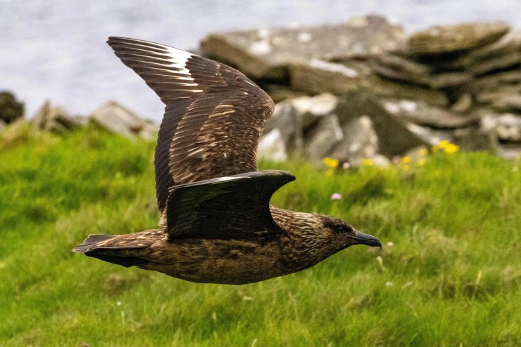 Great Skua in flight over Noss, Shetland. Brown bird with white wing patch against green grass and a stone wall.