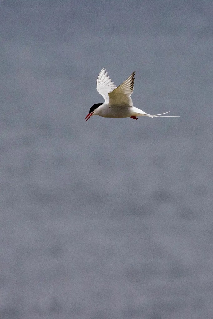 Arctic tern in flight over Noss, Shetland. Red beak and streamlined body.
