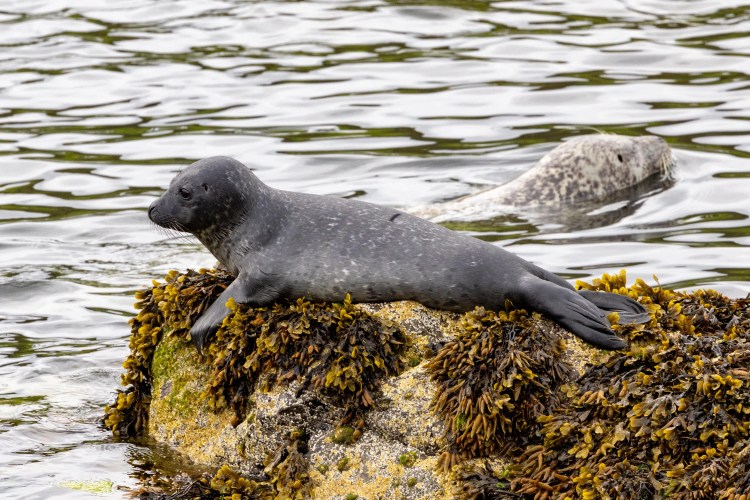 Grey seal pup on a seaweed-covered rock, another seal in the water.