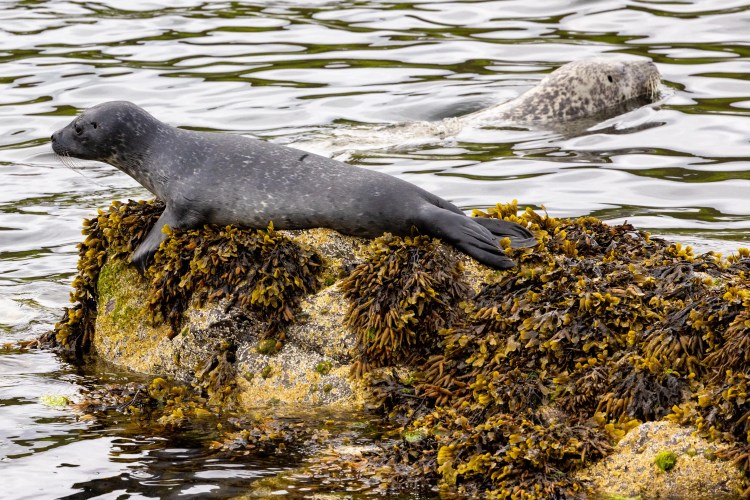 Seal resting on a seaweed-covered rock, another seal swimming nearby.