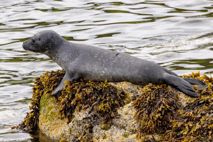Grey seal pup resting on a seaweed-covered rock in Shetland. Noss Wildlife.