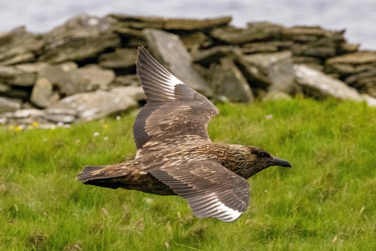 Great Skua in flight over Noss, Shetland. Brown bird with white wing markings.