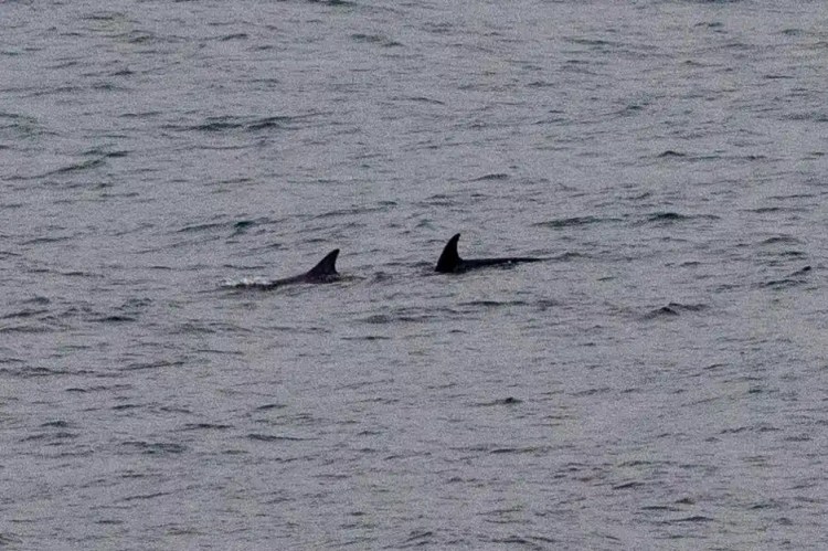 Two orcas swimming in the water, dorsal fins visible, near Noss, Shetland.