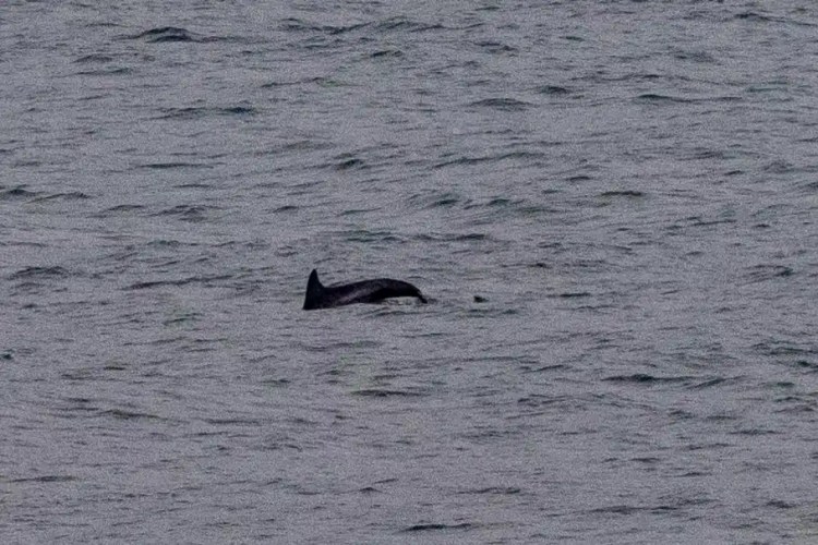 Dolphin swimming in the sea off Noss, Shetland Wildlife.