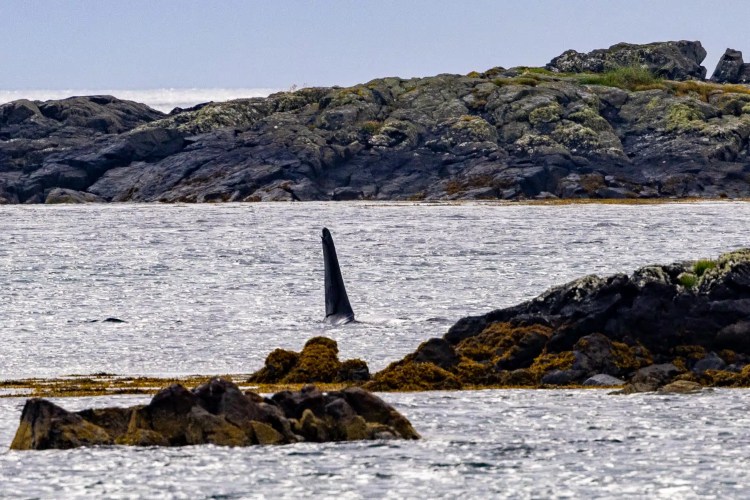 Orca fin rising from the water near rocky Shetland coastline. Shetland Wildlife Part 3.