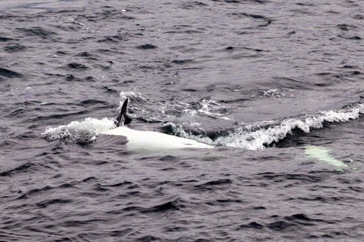 Orca surfaces in the Shetland Islands, part of Shetland Wildlife.