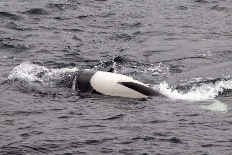 Orca swimming in the ocean, Shetland Wildlife. Black and white orca whale in the water.